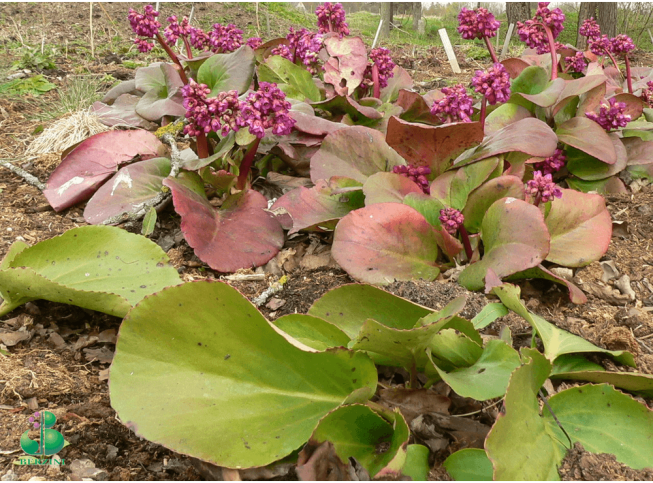 Bergenia   'Ballawley'